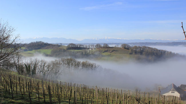The Jurançon vineyard in winter