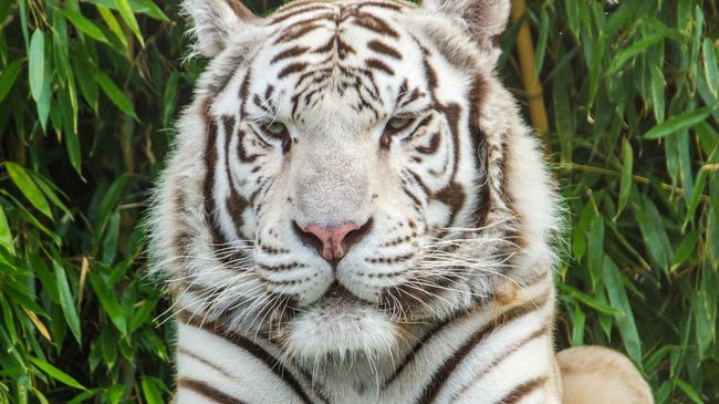 Zoo d'Asson - Tigre blanc venu d'Asie