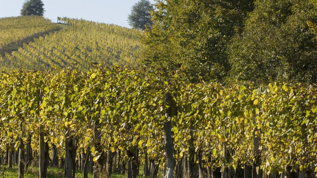 The Jurançon vineyard in Béarn