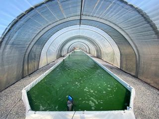 Rendez-vous à la ferme : Spiruline d'Aquitaine - ARGAGNON