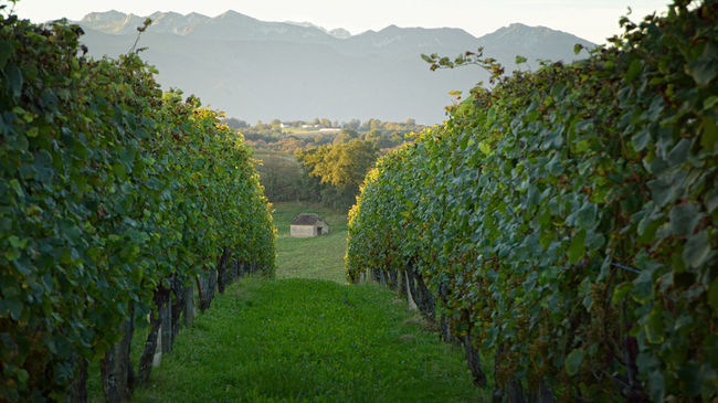 The Jurançon vineyard and the Pyrénées