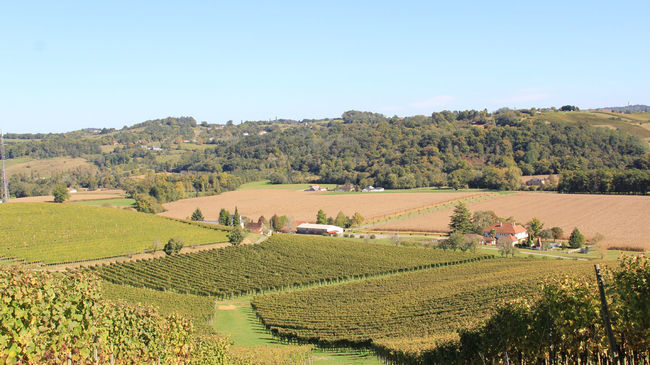 The Jurançon wineyard
