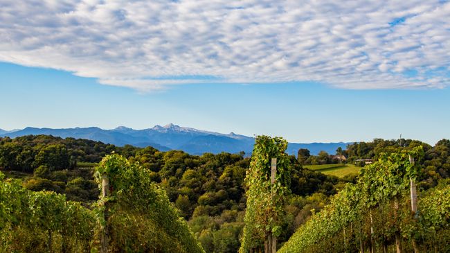 Vignes du Vignoble du Jurançon à Monein