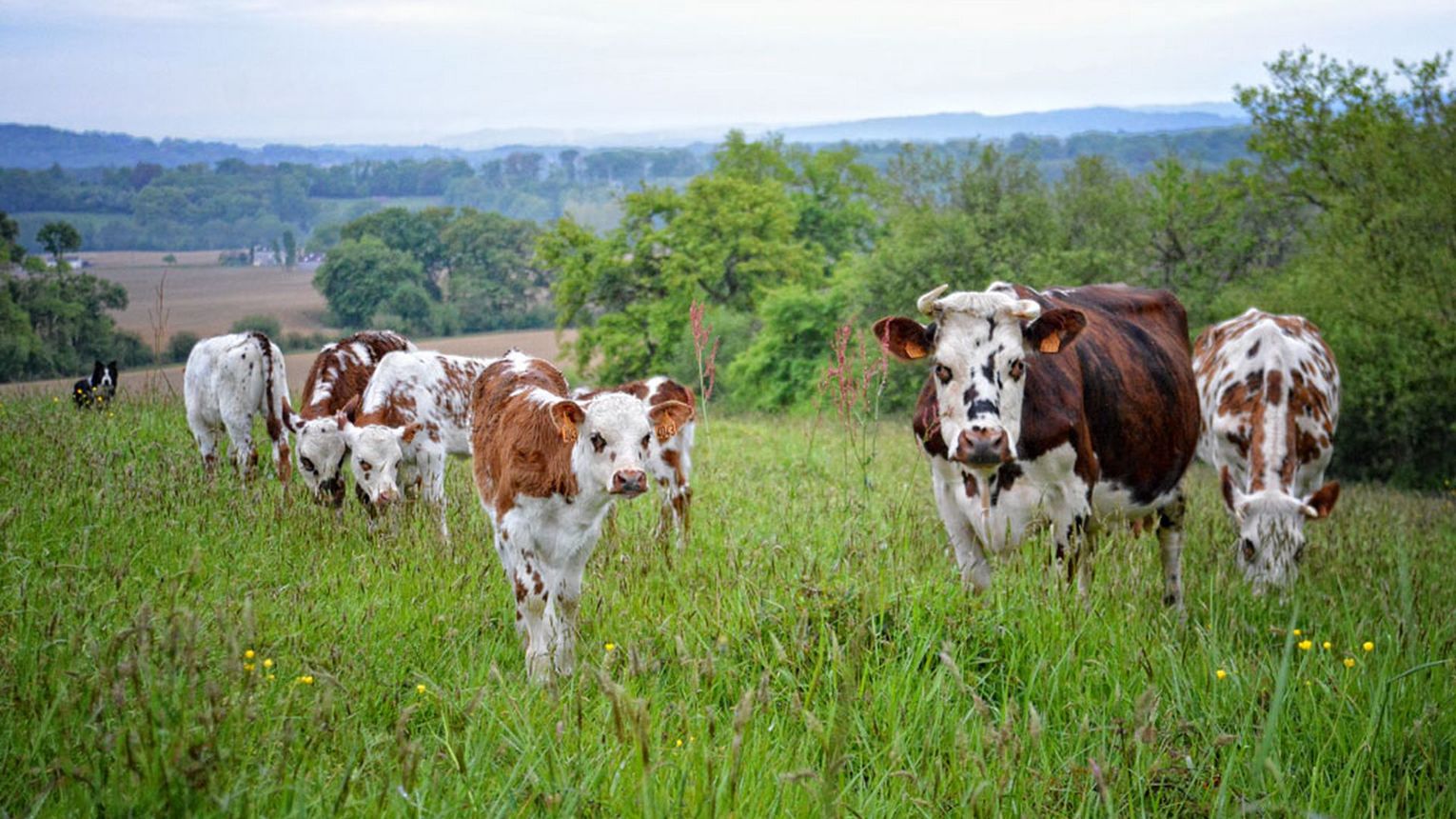 Lait p'tits béarnais - CASTETIS