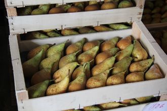 Rendez-vous à la ferme : Verger Pélanne - SAULT-DE-NAVAILLES