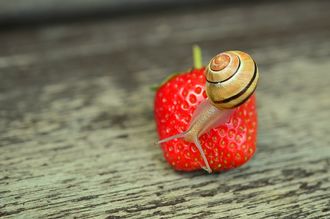 Spectacle : Le petit escargonaute - CESCAU