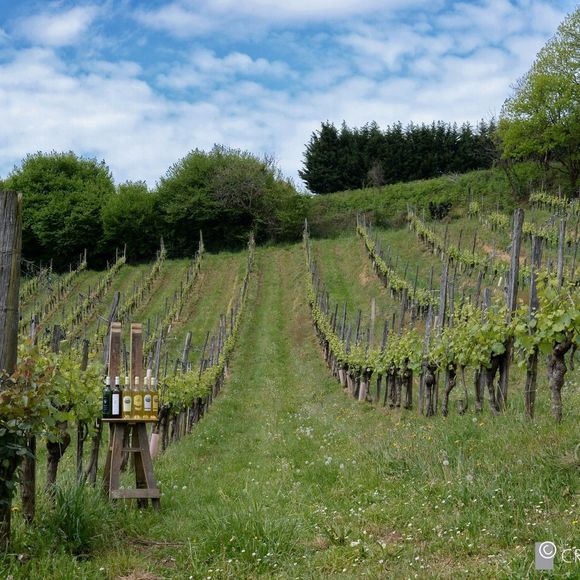 Visite guidée et dégustation - LUCQ-DE-BEARN