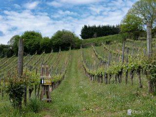 Visite guidée et dégustation - LUCQ-DE-BEARN