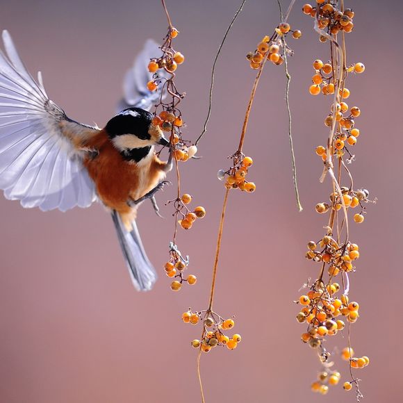 Spectacle : Le jardin aux oiseaux - BAIGTS-DE-BEARN