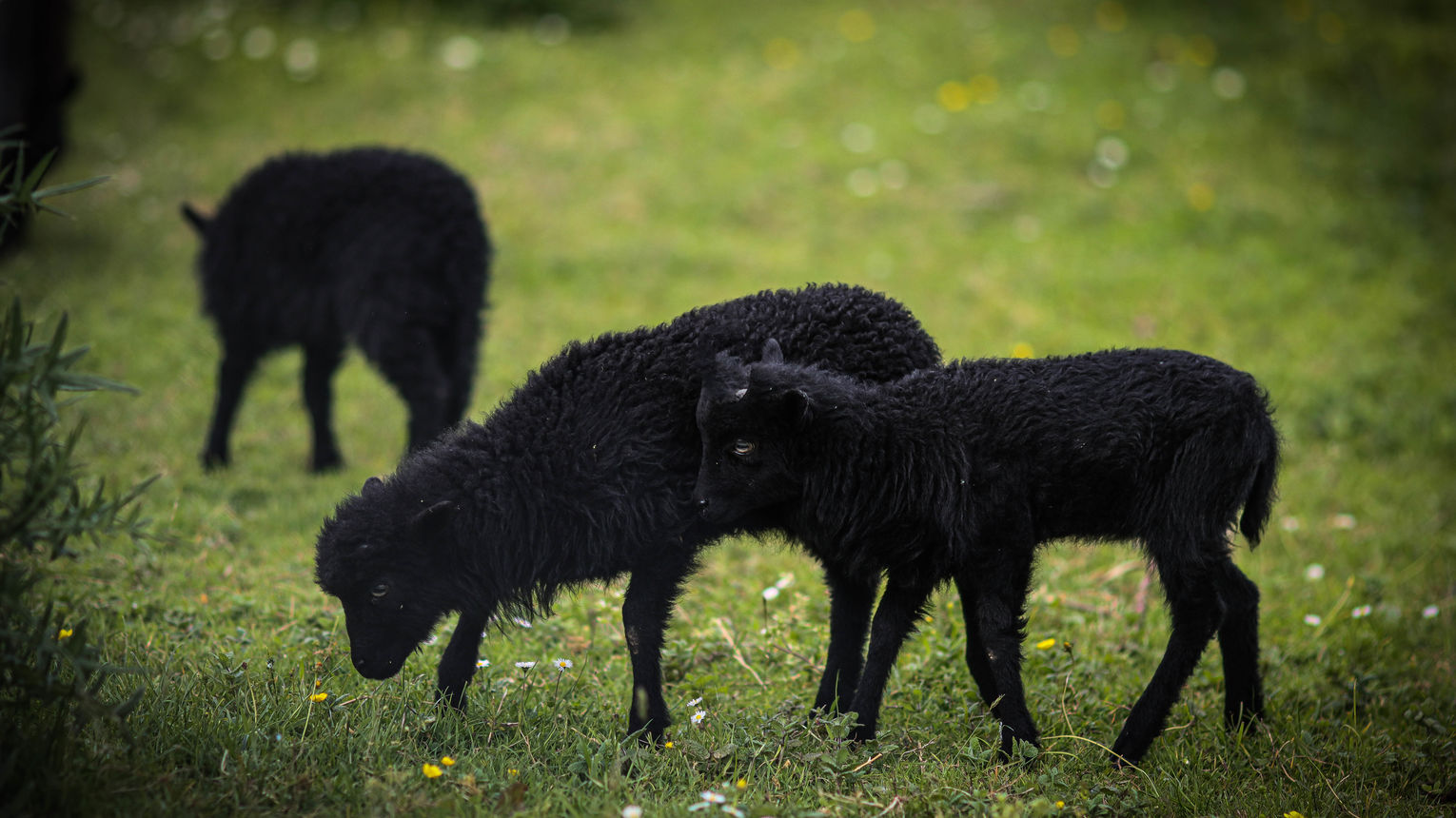 Aire Naturelle des Marnières - ORTHEZ